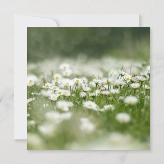 Daisy Meadow Karte (Vorderseite)
