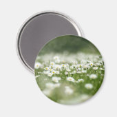 Daisy Meadow Magnet (Vorderseite/Rückseite)