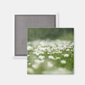 Daisy Meadow Magnet (Vorderseite/Rückseite)