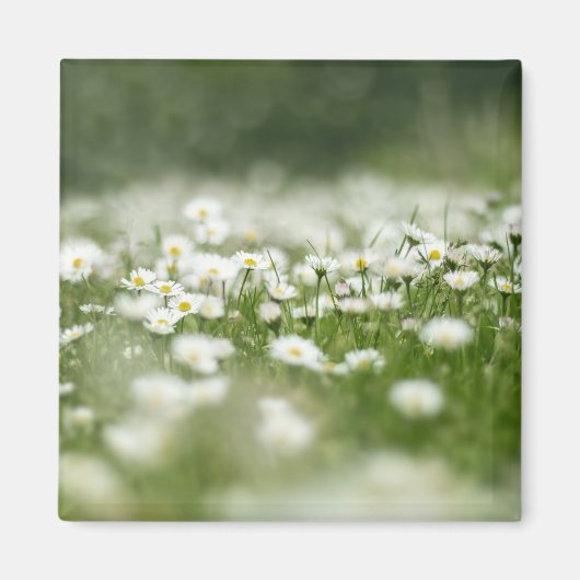 Daisy Meadow Magnet (Vorne)