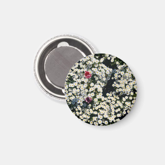 Daisy Meadow Magnet (Vorderseite/Rückseite)