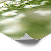 Daisy Meadow Poster (Ecke)