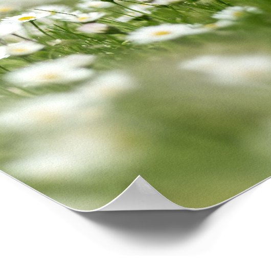 Daisy Meadow Poster (Ecke)