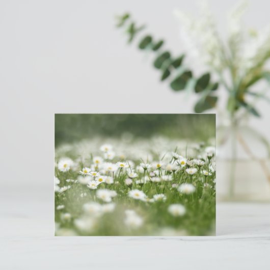 Daisy Meadow Postkarte (Stehend Vorderseite)