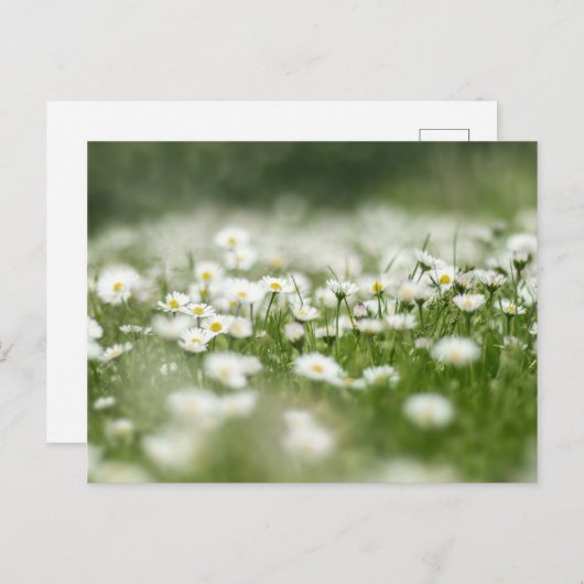 Daisy Meadow Postkarte (Vorne/Hinten)