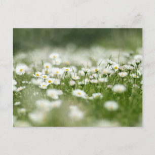 Daisy Meadow Postkarte