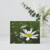 Daisy Meadow Postkarte (Stehend Vorderseite)