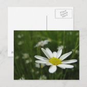 Daisy Meadow Postkarte (Vorne/Hinten)