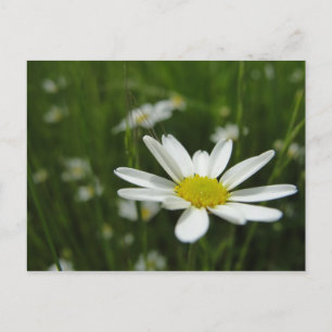 Daisy Meadow Postkarte