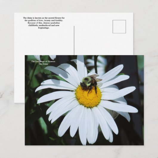 Daisy mit Baby Bumblebee Postkarte (Vorne/Hinten)