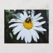 Daisy mit Baby Bumblebee Postkarte (Vorderseite)