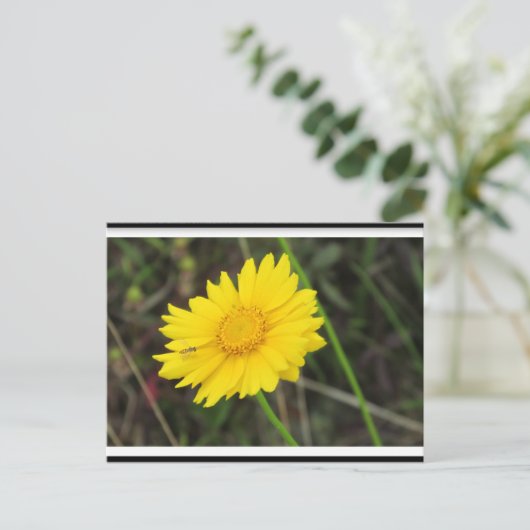 Daisy mit der Bee Postcard Postkarte (Stehend Vorderseite)