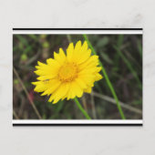 Daisy mit der Bee Postcard Postkarte (Vorderseite)