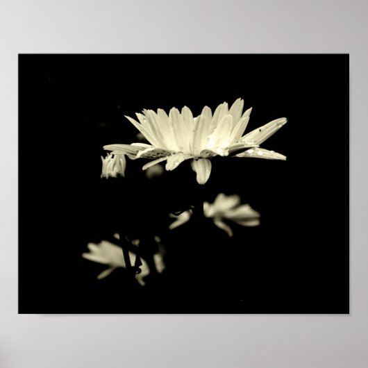 Daisy mit Raindrops - Schwarz & Weiß Poster (Vorne)