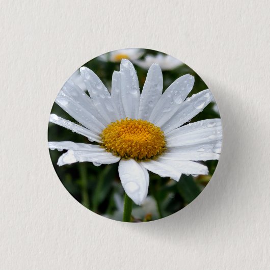Daisy Morning Dew Button (Vorderseite)