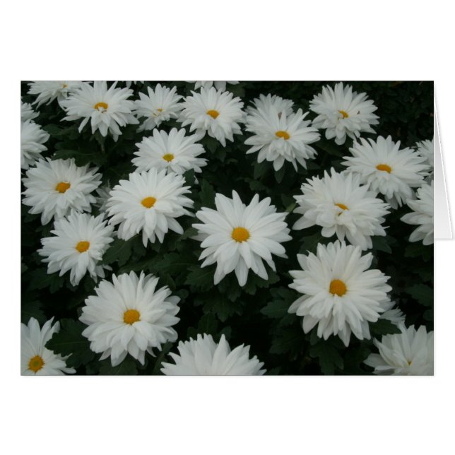 Daisy Mums (Vorderseite (Horizontal))