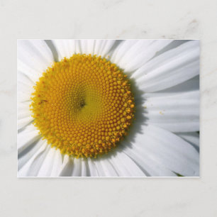 Daisy Nah-Up Postkarte