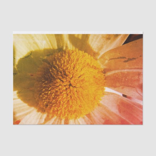 Daisy Nah up Seidenpapier (Vorderseite)