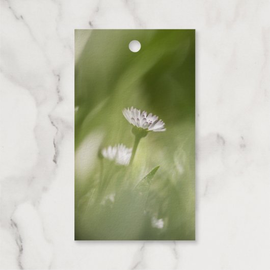 Daisy Nature Foto Geschenkanhänger (Rückseite)