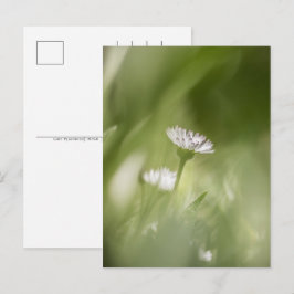 Daisy Nature Photo Feiertagspostkarte