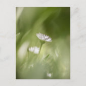 Daisy Nature Photo Feiertagspostkarte (Vorderseite)