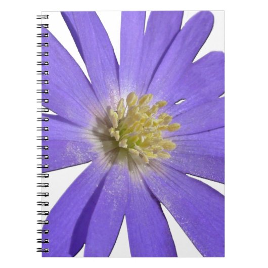 Daisy Notebook Blue Daisy Journals Blume Geschenke Notizblock (Vorderseite)