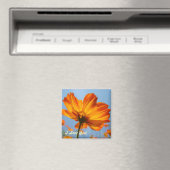 Daisy Orange Daisy Blume Magnet I Liebe You! (In Situ (Geschirrspüler))