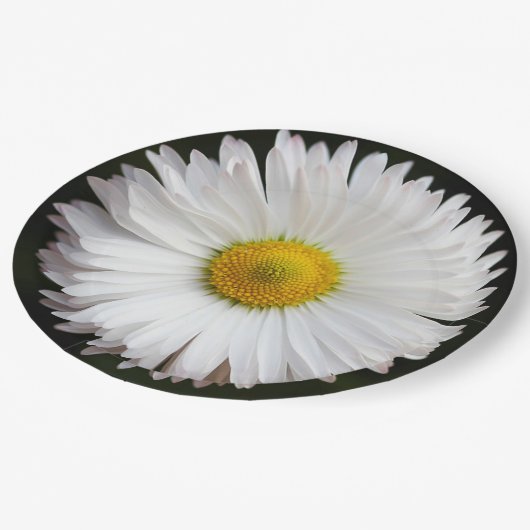 Daisy Pappteller (Schrägansicht)