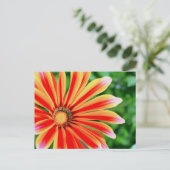 Daisy Petals Postkarte (Stehend Vorderseite)