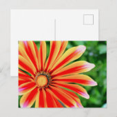 Daisy Petals Postkarte (Vorne/Hinten)