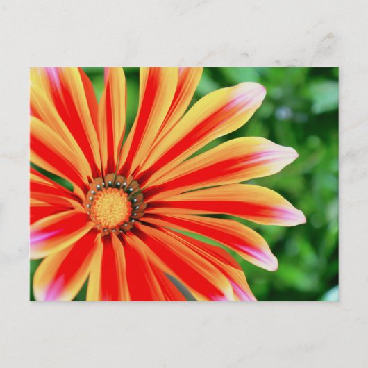 Daisy Petals Postkarte (Vorderseite)