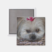 Daisy pic, bin ich nur der niedlichste Hund? Magnet (Vorderseite/Rückseite)