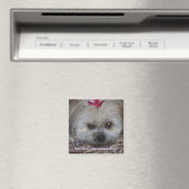 Daisy pic, bin ich nur der niedlichste Hund? Magnet (In Situ (Geschirrspüler))