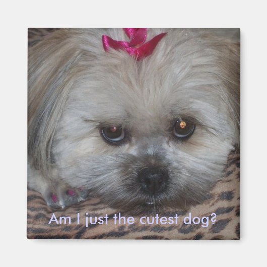 Daisy pic, bin ich nur der niedlichste Hund? Magnet (Vorne)
