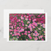 Daisy Pink (Vorne/Hinten)