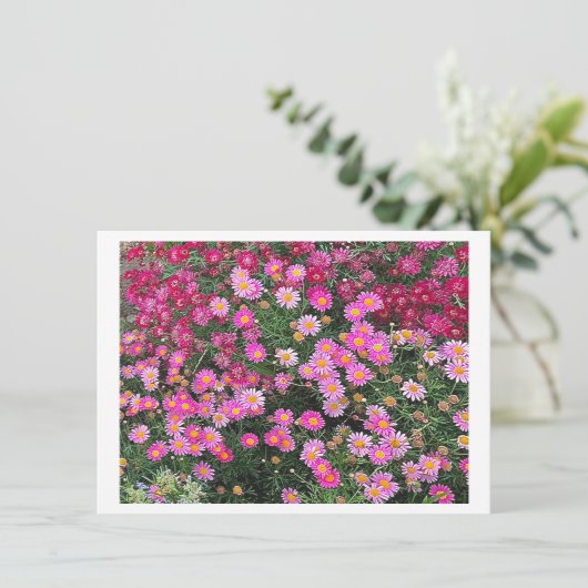 Daisy Pink (Stehend Vorderseite)