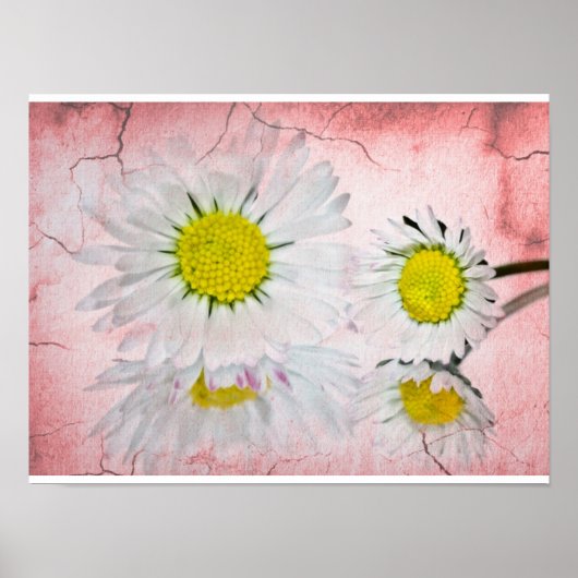 Daisy Pink Blossoms Elegante Chic Mod Floral Poster (Vorne)