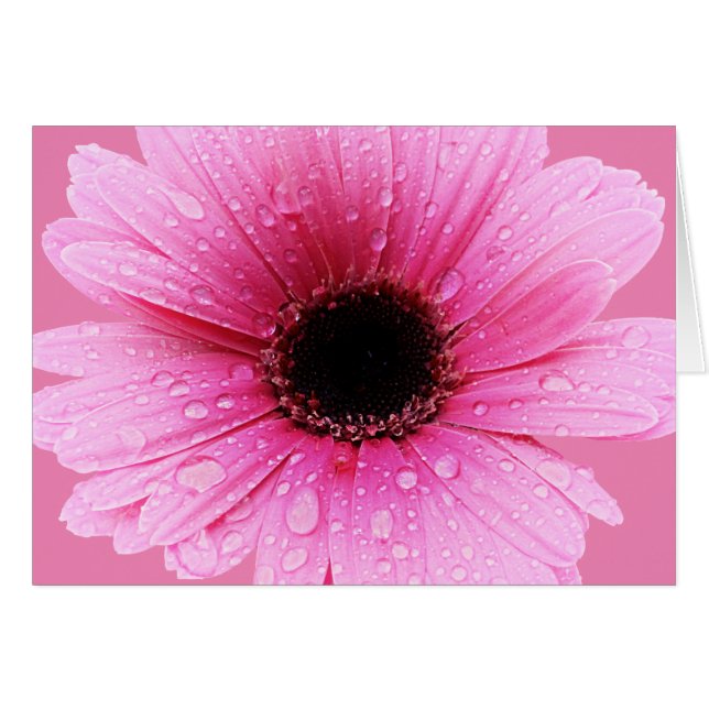 Daisy Pink mit Raindrops (Vorderseite (Horizontal))