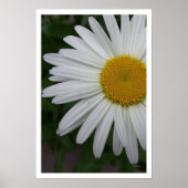 Daisy Portrait Poster (Vorne)