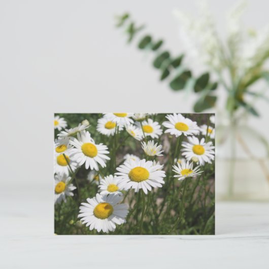 Daisy Postcard Postkarte (Stehend Vorderseite)