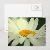 Daisy Postcard Postkarte (Vorne/Hinten)