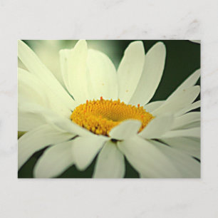 Daisy Postcard Postkarte