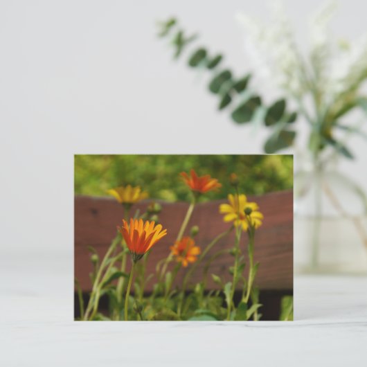 Daisy-Postcard Postkarte (Stehend Vorderseite)