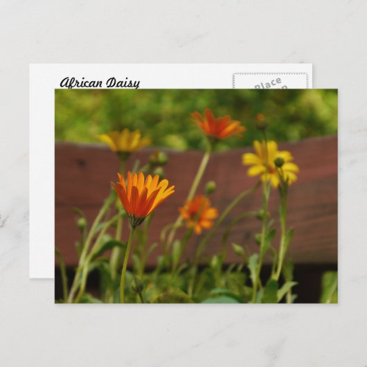 Daisy-Postcard Postkarte (Vorne/Hinten)