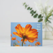 Daisy Postcards Orange Daisis Blume Postkarten (Stehend Vorderseite)