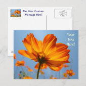 Daisy Postcards Orange Daisis Blume Postkarten (Vorne/Hinten)