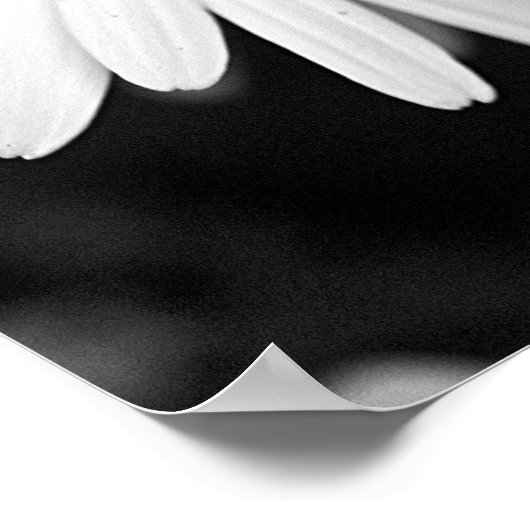 Daisy Poster (Ecke)