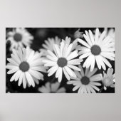 Daisy Poster (Vorne)