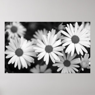 Daisy Poster