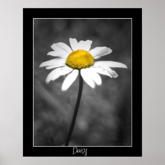 Daisy Poster (Vorne)